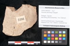 Foto (Objekt + Etikett) von Araucaria sternbergii Goeppert (NHMW-GEO-2024-0188-8293)